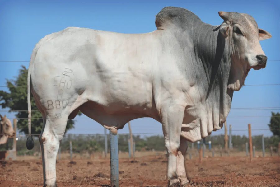 Preços do boi gordo caem em agosto, mas carne bovina se mantém estável