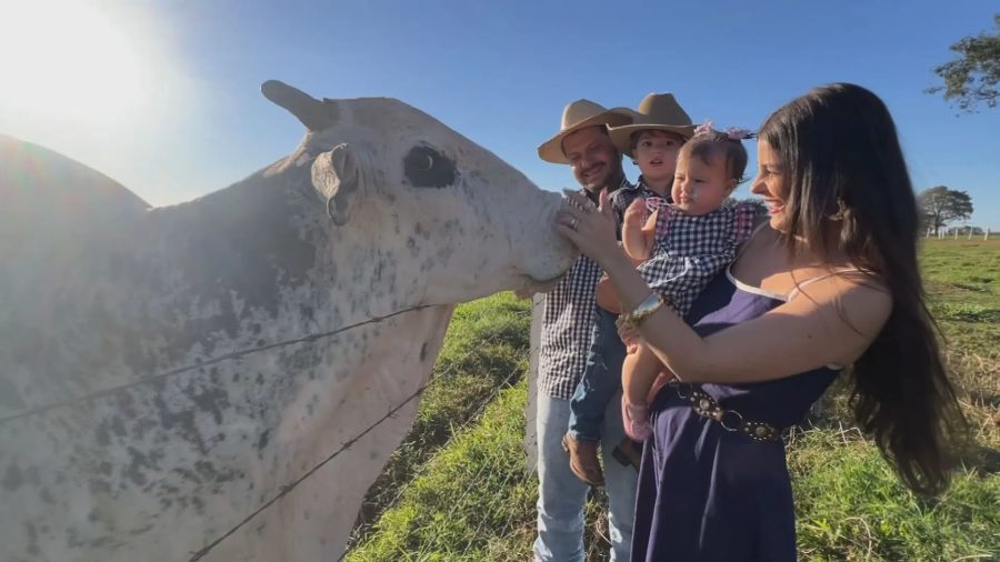 Descubra a Vaca Leide e o Touro Xerife, os Influenciadores do Campo