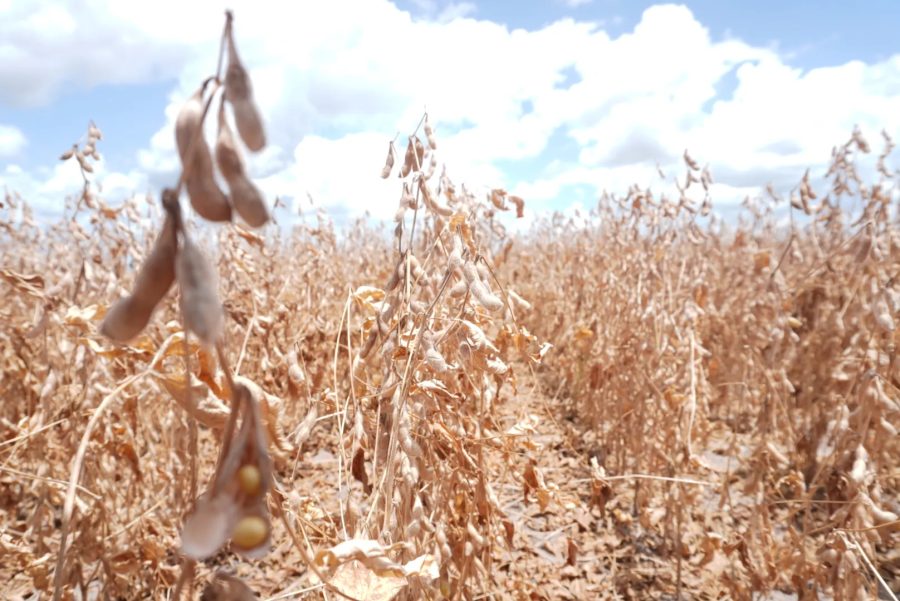 Super El Niño: Impactos na Agricultura e Economia da América Latina
