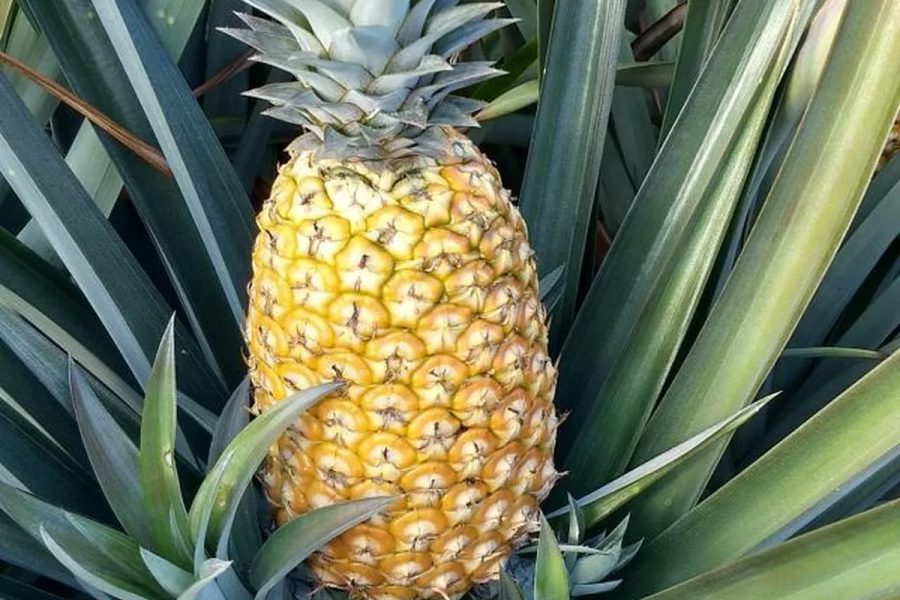 Abacaxi BRS Sol Bahia: A variedade que prolonga a durabilidade do fruto