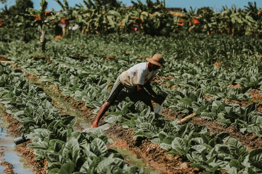 Aumento de pedidos de recuperação judicial no agronegócio brasileiro