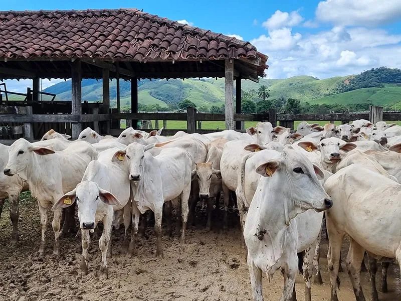 Produção Agropecuária Brasileira deve alcançar R$ 1,39 trilhão em julho