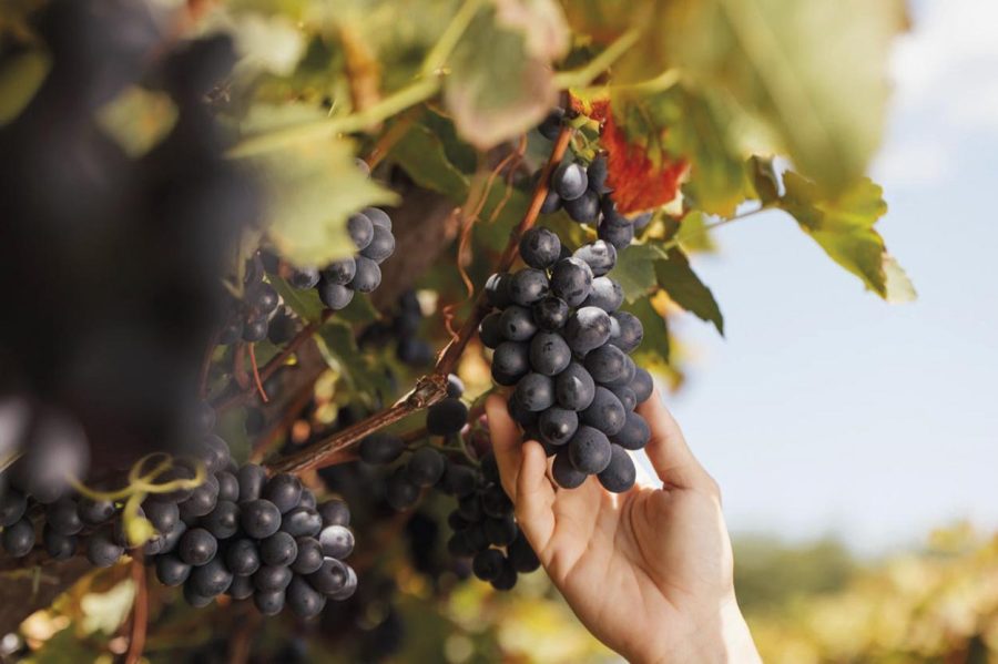 Incaper inicia pesquisa para fortalecer produção de uvas de inverno e vinhos finos