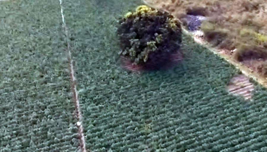 Produção de maconha cresce no Norte de Minas Gerais