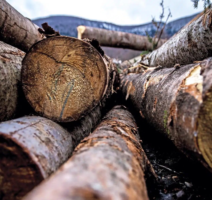 Produção de madeira em tora no Espírito Santo atinge recordes em 2024