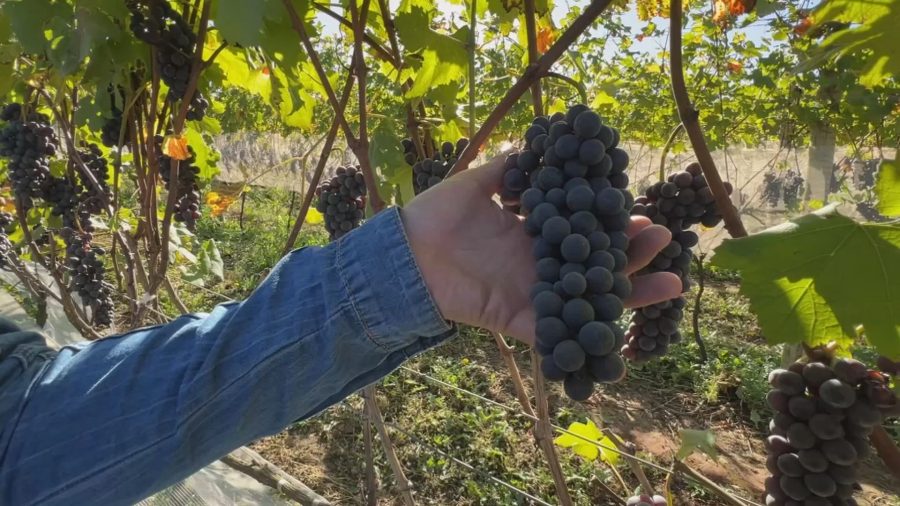 Uva Nebbiolo: Nova Safra Inicia Produção em São Roque, SP