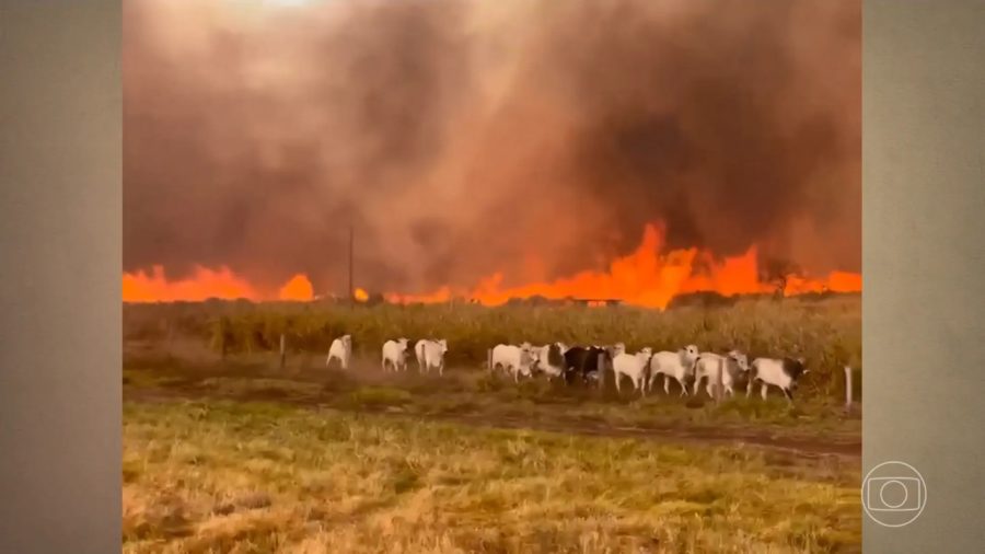 Incêndios devastadores ameaçam gado e plantações em três estados brasileiros