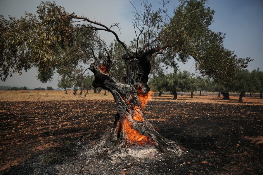 Calor intenso e incêndios ameaçam produção de azeite na Europa