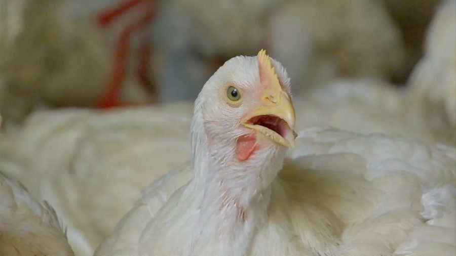 China avança nas exportações de frango e pode competir com o Brasil