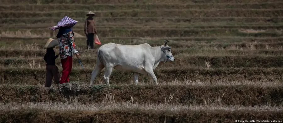 Mudanças climáticas e insegurança alimentar: riscos de conflitos globais