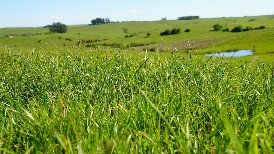 Nova cultivar de braquiária promete aumentar ganho de peso bovino