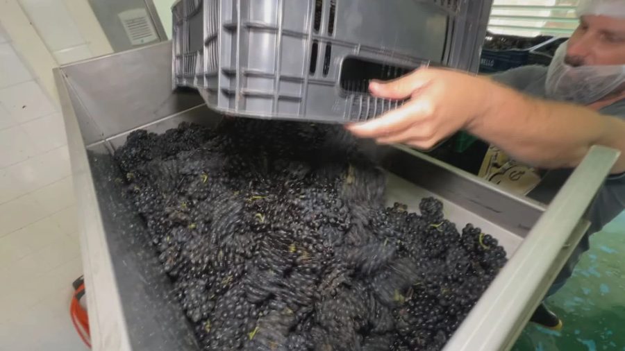 Colaboração internacional eleva a qualidade dos vinhos em Jundiaí