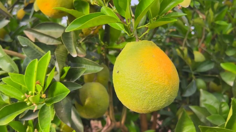 Aumento da safra de laranja em SP enfrenta queda no consumo de suco