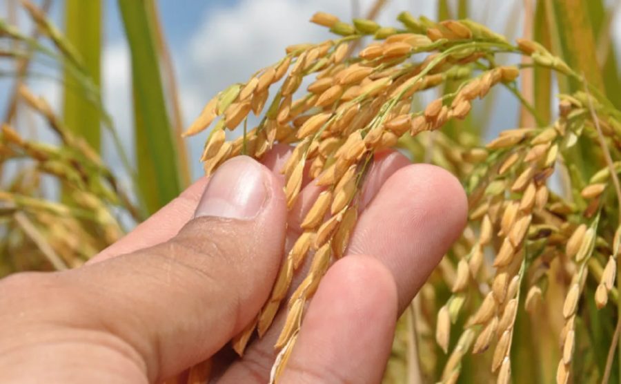 Super El Niño pode elevar preços dos alimentos em 2027 no Brasil